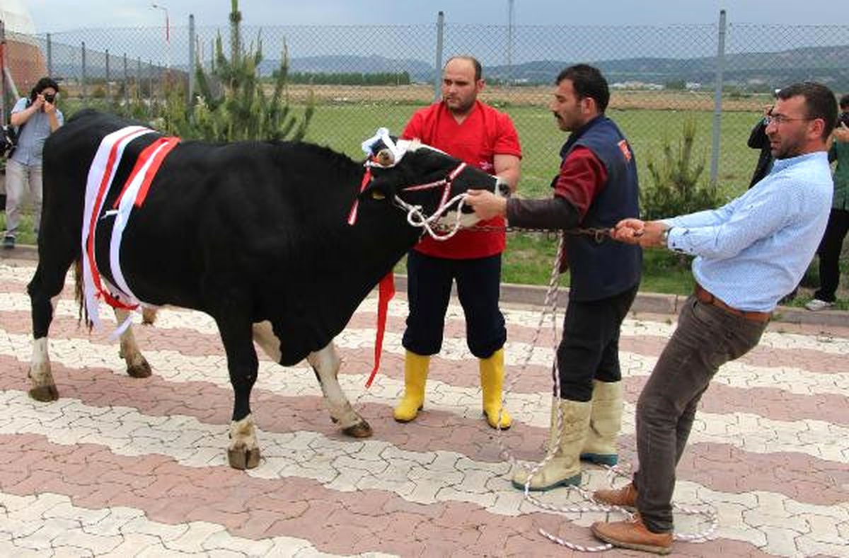 Görüntülü) Süper Lig\'e Çıkan Sivasspor İçin Kurban Kestiler