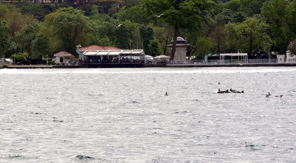 İstanbul Boğazı\'nda Balık Peşindeki Yunus Sürüsünü Martılar İzledi