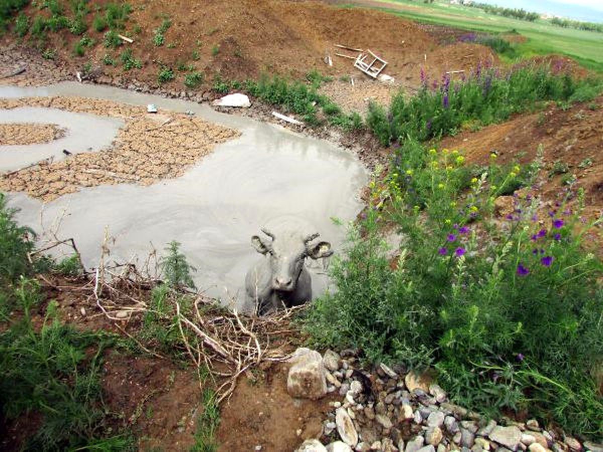 İtfaiye, Bentonit Kuyusuna Düşen İneği Kurtardı