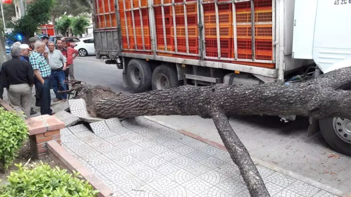 Kamyonun Devirdiği Ağaç Canından Edecekti