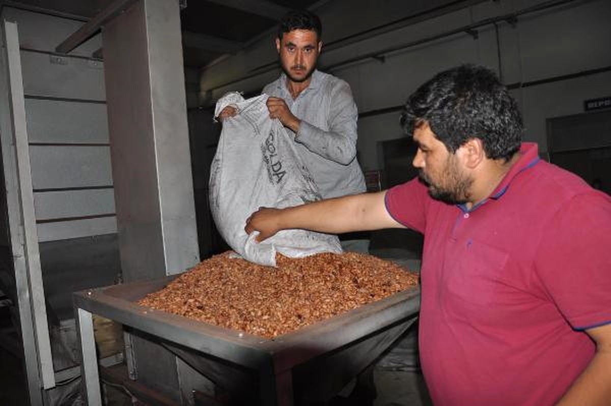 Koçarlı, Çam Fıstığıyla Yüz Güldürüyor