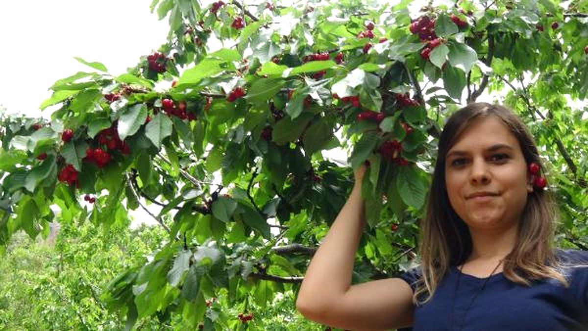 Silifke\'de Sezonun İlk Kiraz Hasadı Başladı