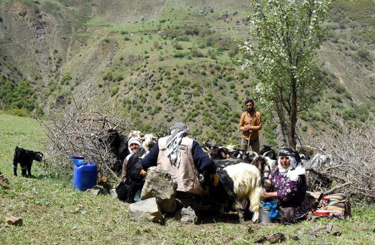 Yaylacılar 4 Ay Dağlarda Kalacak