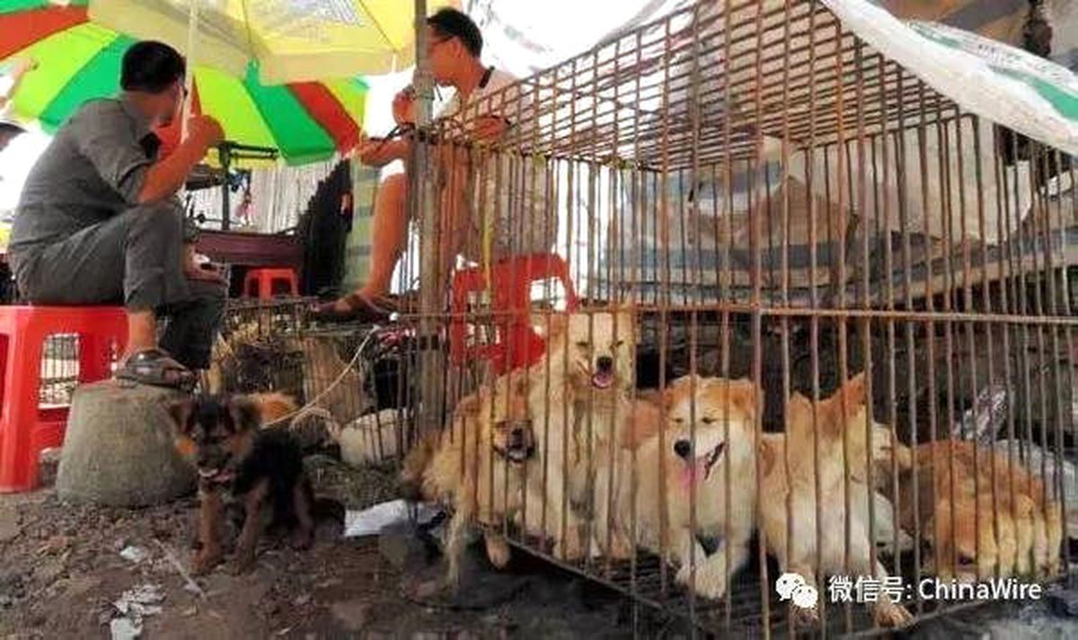Çin\'deki Yulin Festivali\'nde Köpek Eti Satışı Yasaklandı