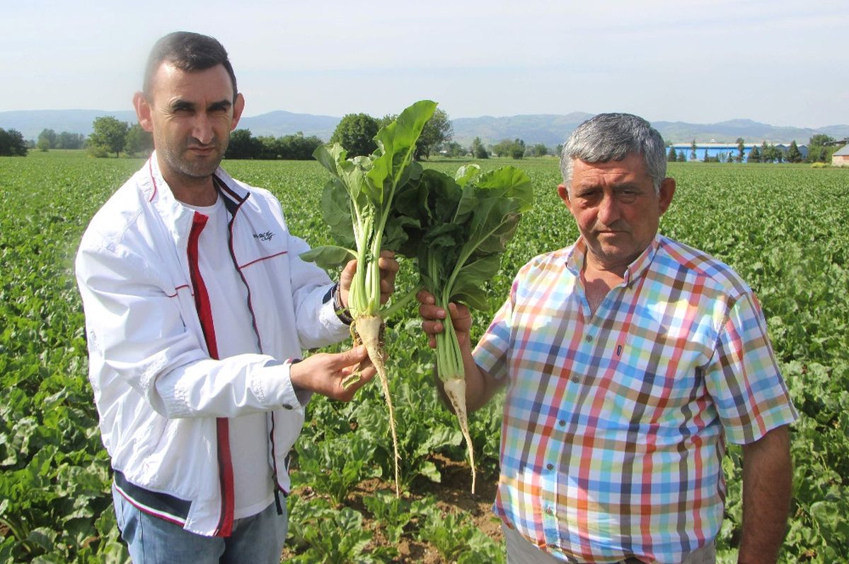 Glikoz Hem Vatandaşa Hem Pancar Üreticisine Zarar Veriyor