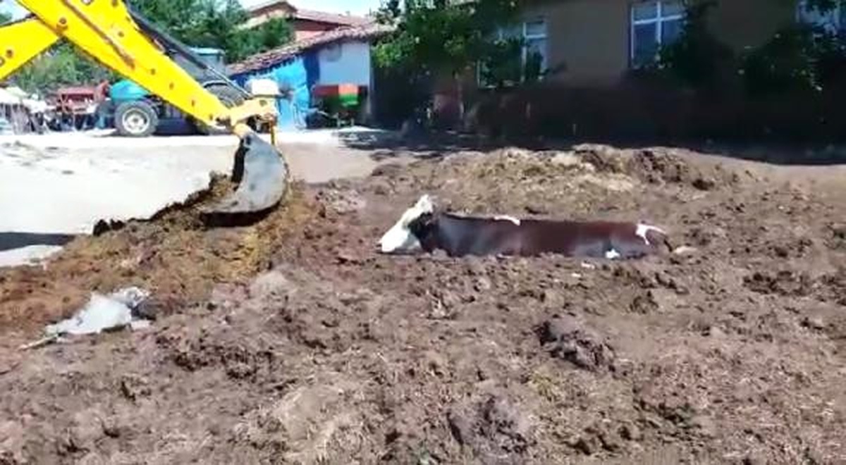 Gübre Yığınına Batan İnek Kepçe ile Kurtarıldı