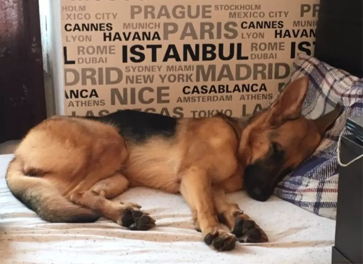 Köpeğini Getirene 5 Bin Lira Verecek