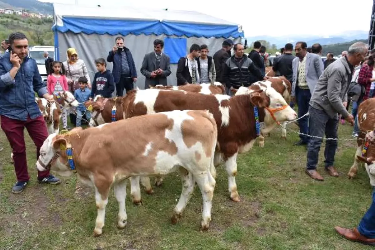 Posof\'ta \'En Güzel Buzağı\' Yarışması