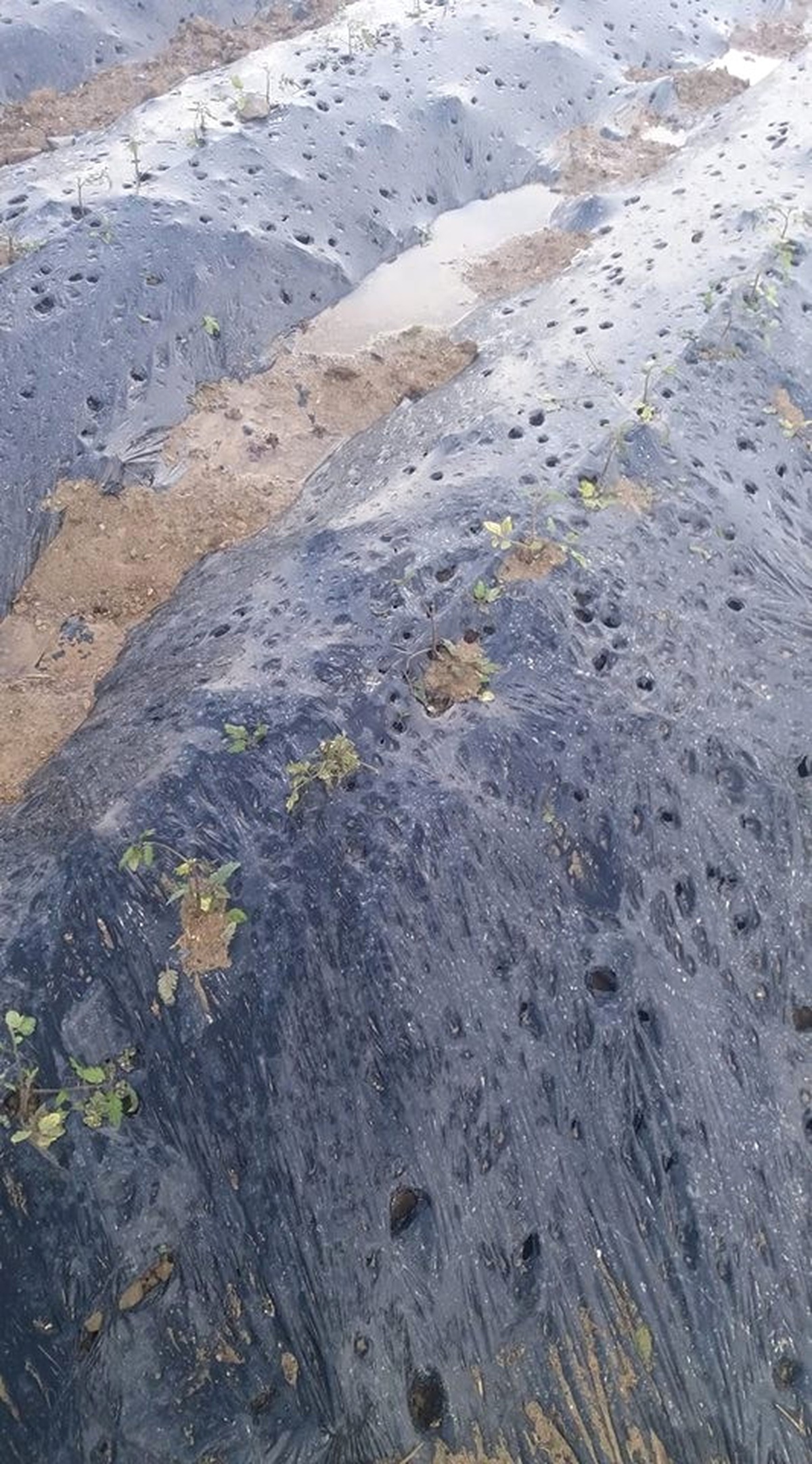 Erzincan\'da Dolu Tarım Arazilerine Büyük Zarar Verdi