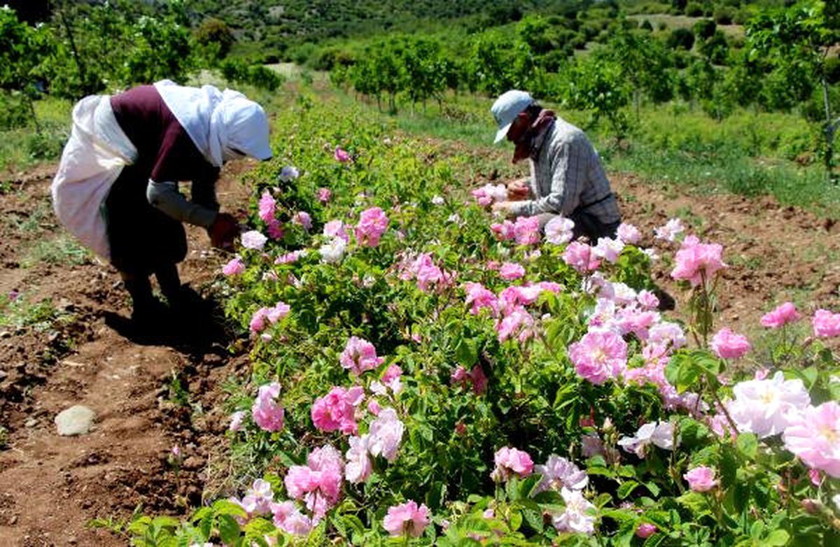 Gül Sayesinde 4 Yılda 5 Milyon Ton Su Tasarrufu Sağlandı