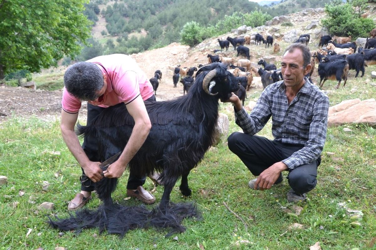 Hassa\'da Küçükbaş Kırkım Sezonu Başladı
