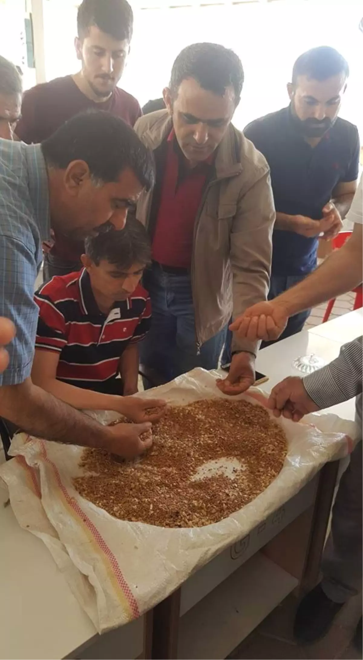 Kızıltepe\'de Arpadan Sonra Yeni Mahsul Mercimek Hasadı da Başladı