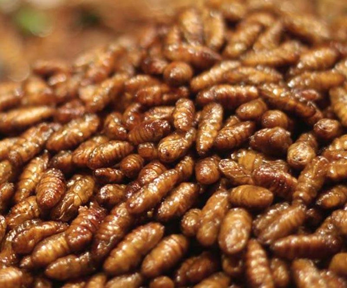 Tırtıl Orduları Etiyopya\'da Mısır Tarlalarını İstila Etti