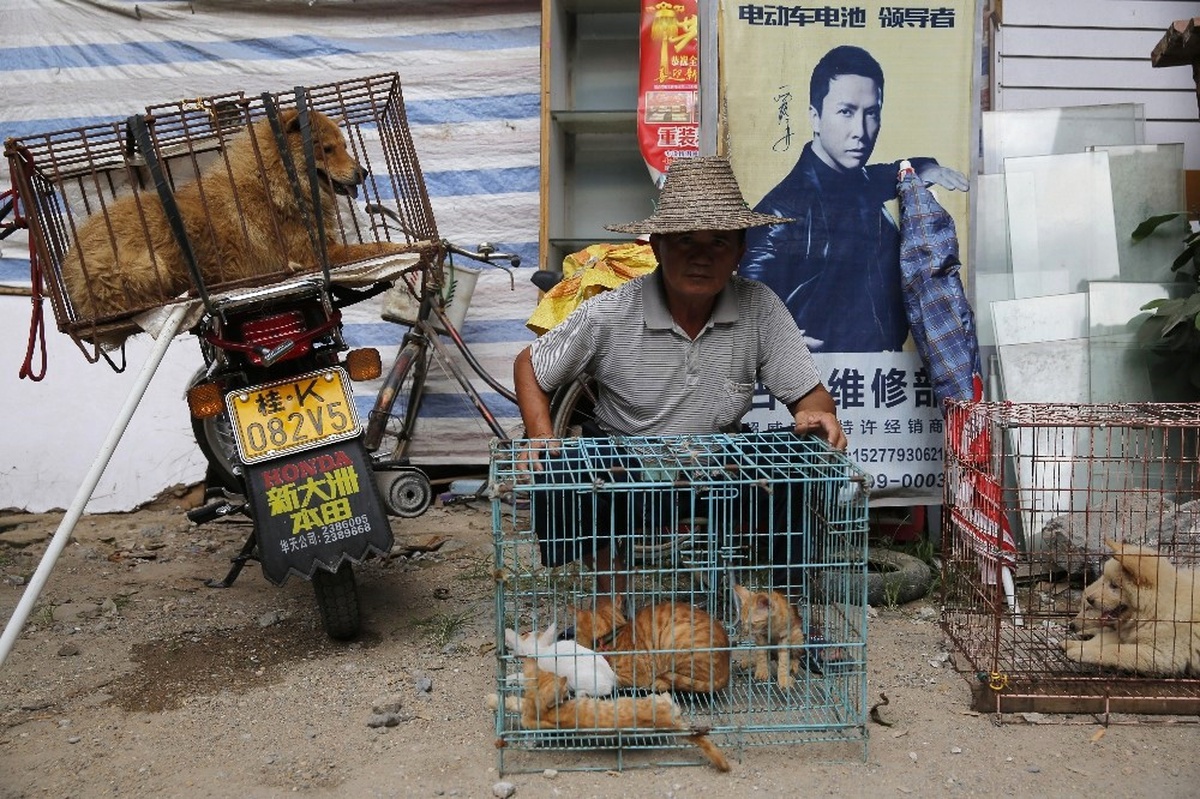 Çin\'de \'Yulin Köpek Eti Festivali\' Yasaklandı