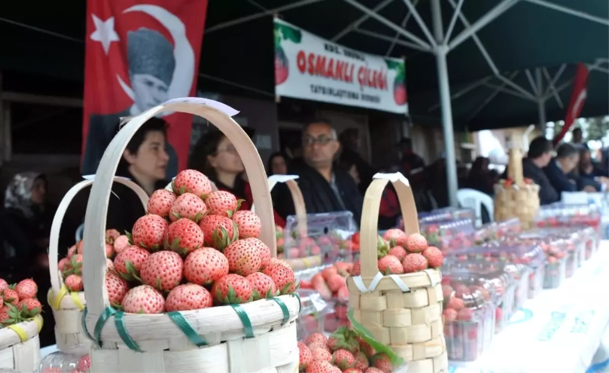 En Güzel Osmanlı Çileği\'ne Ödül Verildi