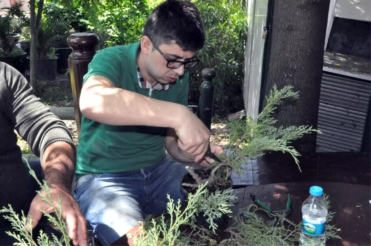 Bonsai Sanatı ile Ağaçlara Şekil Verdiler