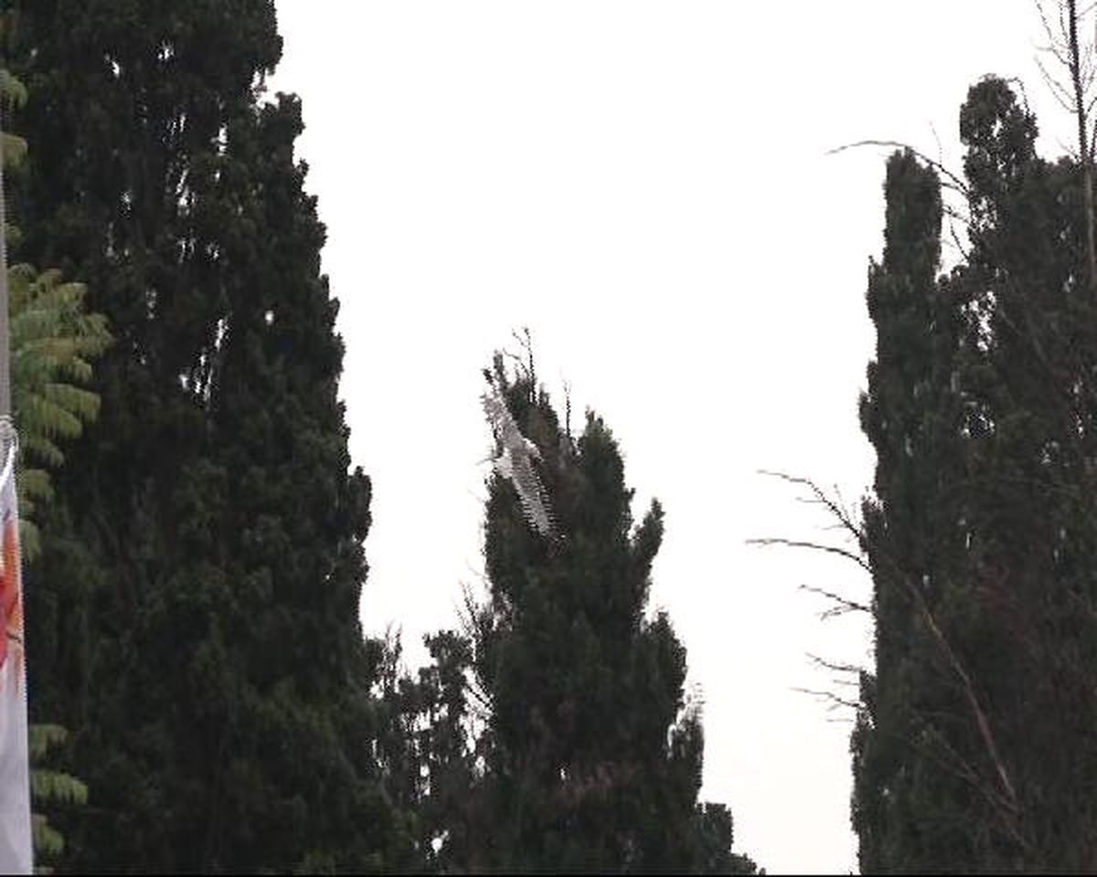Şişli\'de Martı Kurtarma Operasyonu