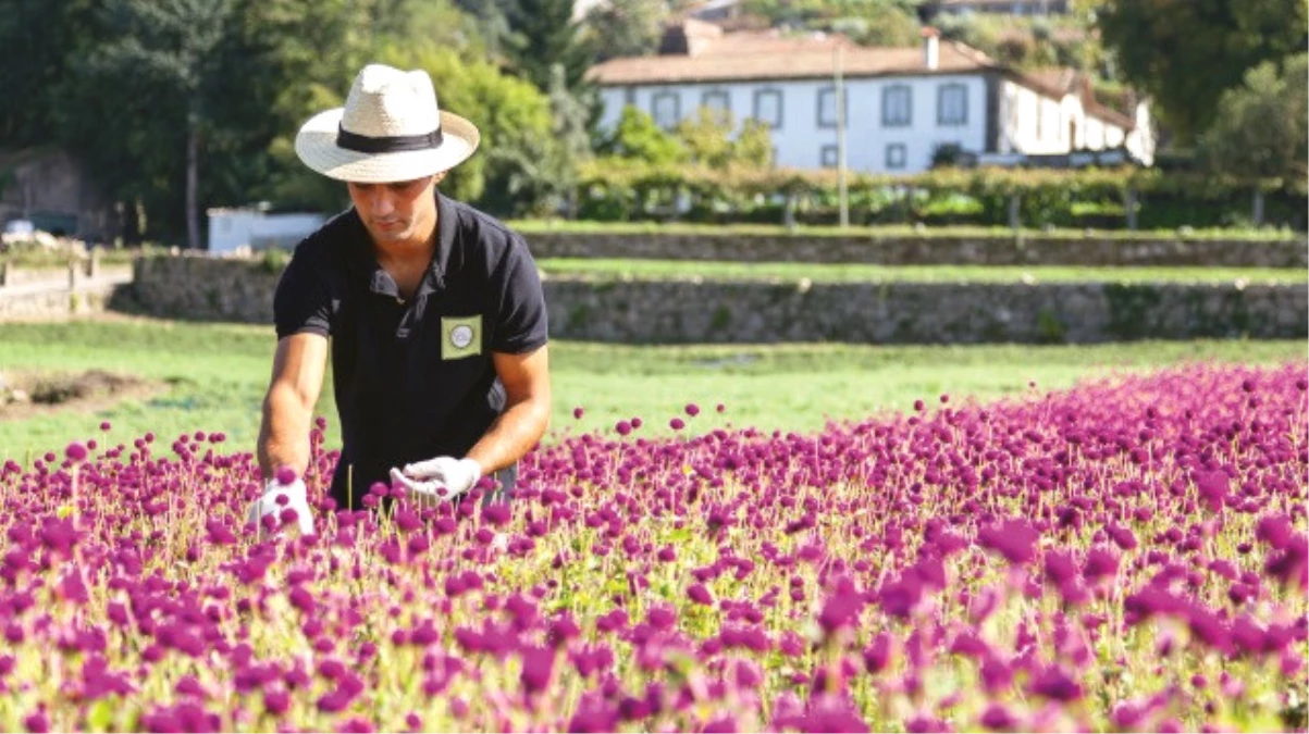 Yeni Gelir Kapısı Aromatik Bitkiler