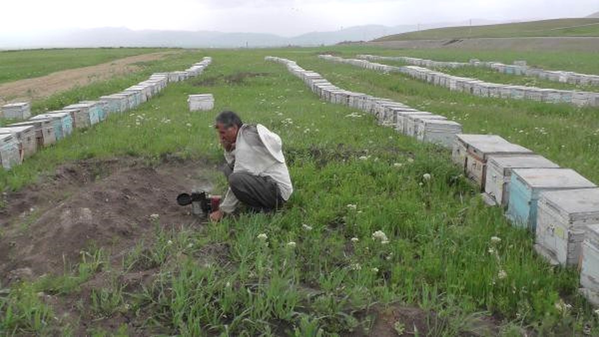 Arıcılar, Muş Ovası\'na Dönüyor
