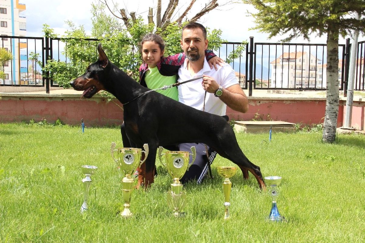 Bianca, Dünya Doberman Şampiyonasına Hazırlanıyor