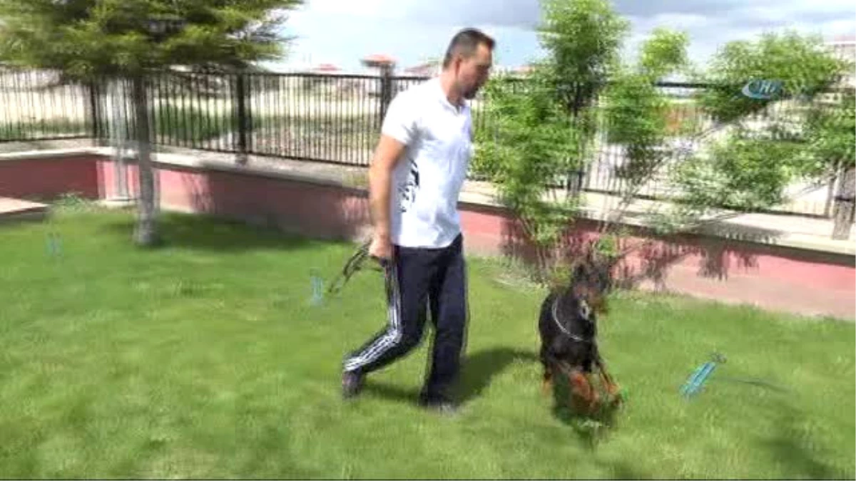 Bianca\', Dünya Doberman Şampiyonasına Hazırlanıyor