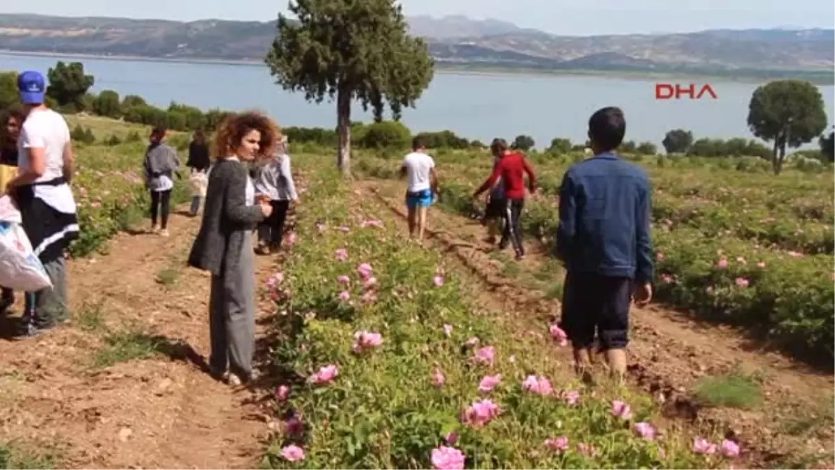 Burdur Üniversiteliler Lisinia\'da Gül Topladı