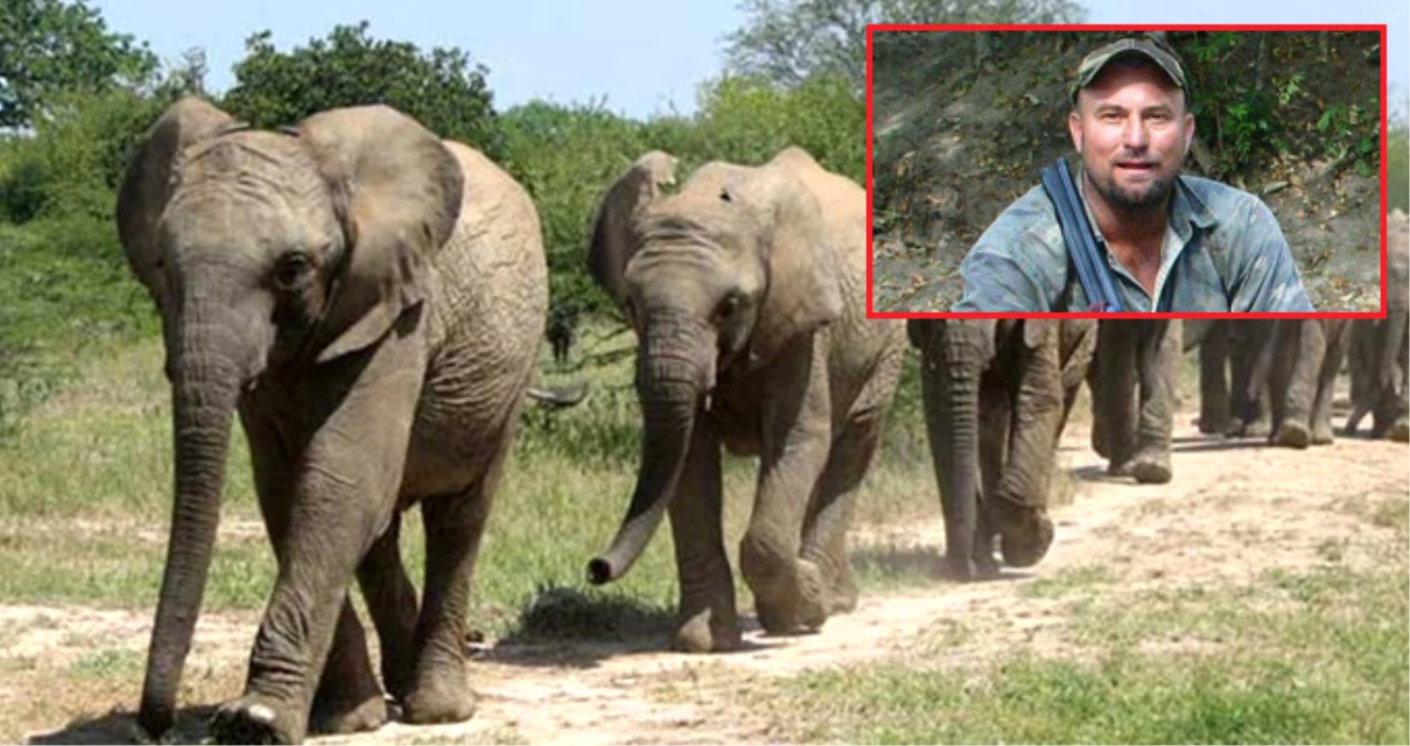 Filin Altında Kalan Güney Afrikalı Avcı Hayatını Kaybetti