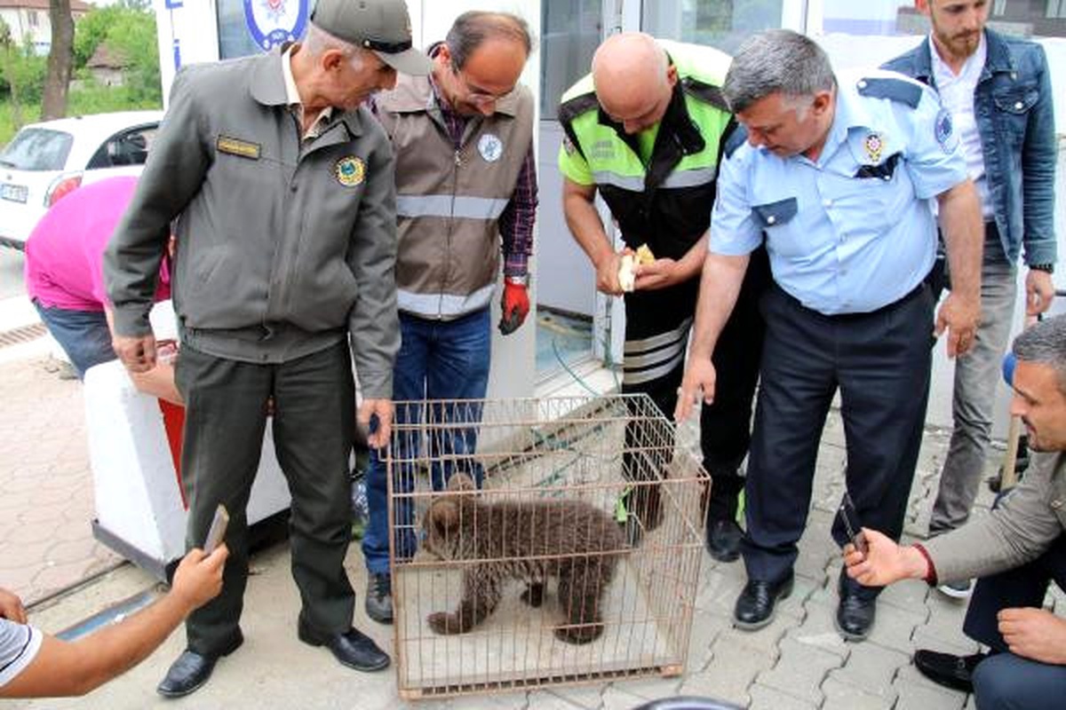 Ilçeye Inen Yavru Ayı Koruma Altına Alındı