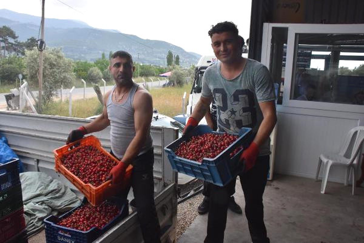 Kiraz Hasadında Yüzde 20 Artış Var