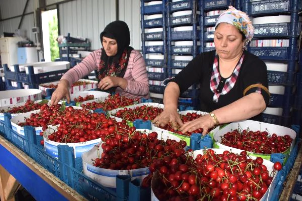 Kiraz Hasadında Yüzde 20 Artış Var