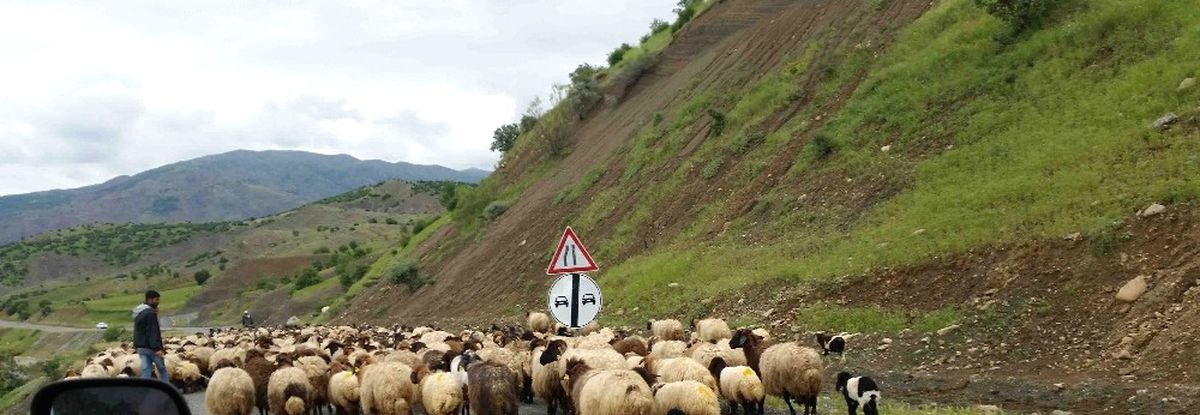 Kulp\'ta Yayla Sezonu Açıldı