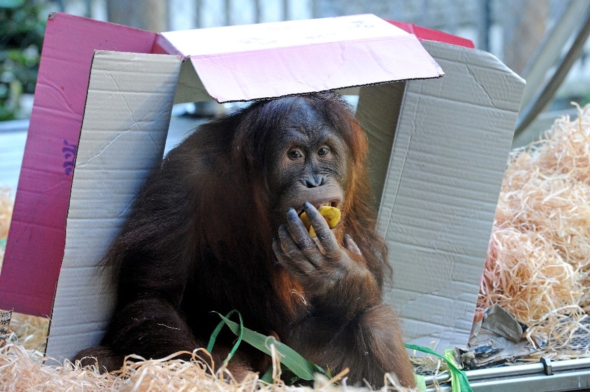 Orangutan Maimunah\'ın 31\'inci Doğum Günü Kutlandı