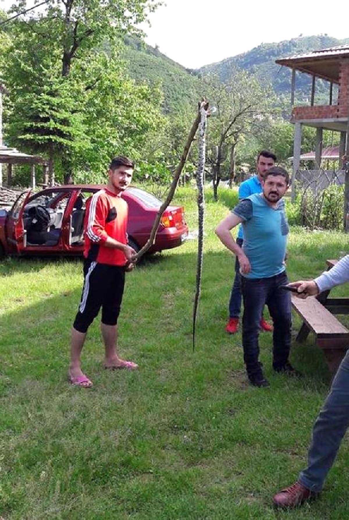 Ordu\'da Öldürülen Yaklaşık 2 Metrelik Yılan Korkuttu