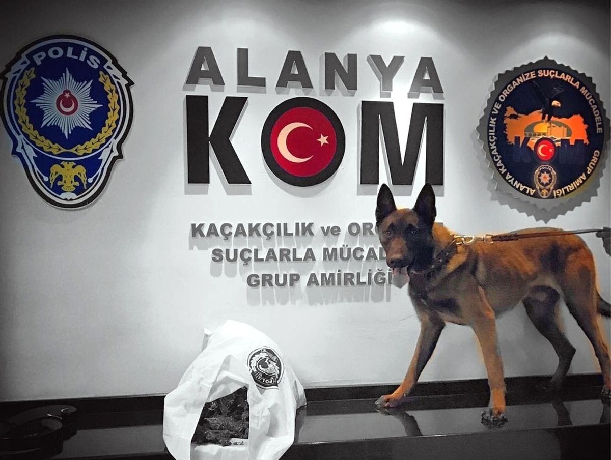 Otomobildeki Uyuşturucu Polis Köpeği \'Esco\'ya Takıldı