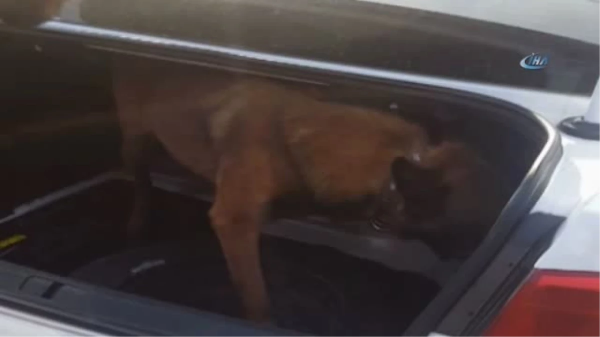 Otomobildeki Uyuşturucu Polis Köpeği \'Esco\' ya Takıldı