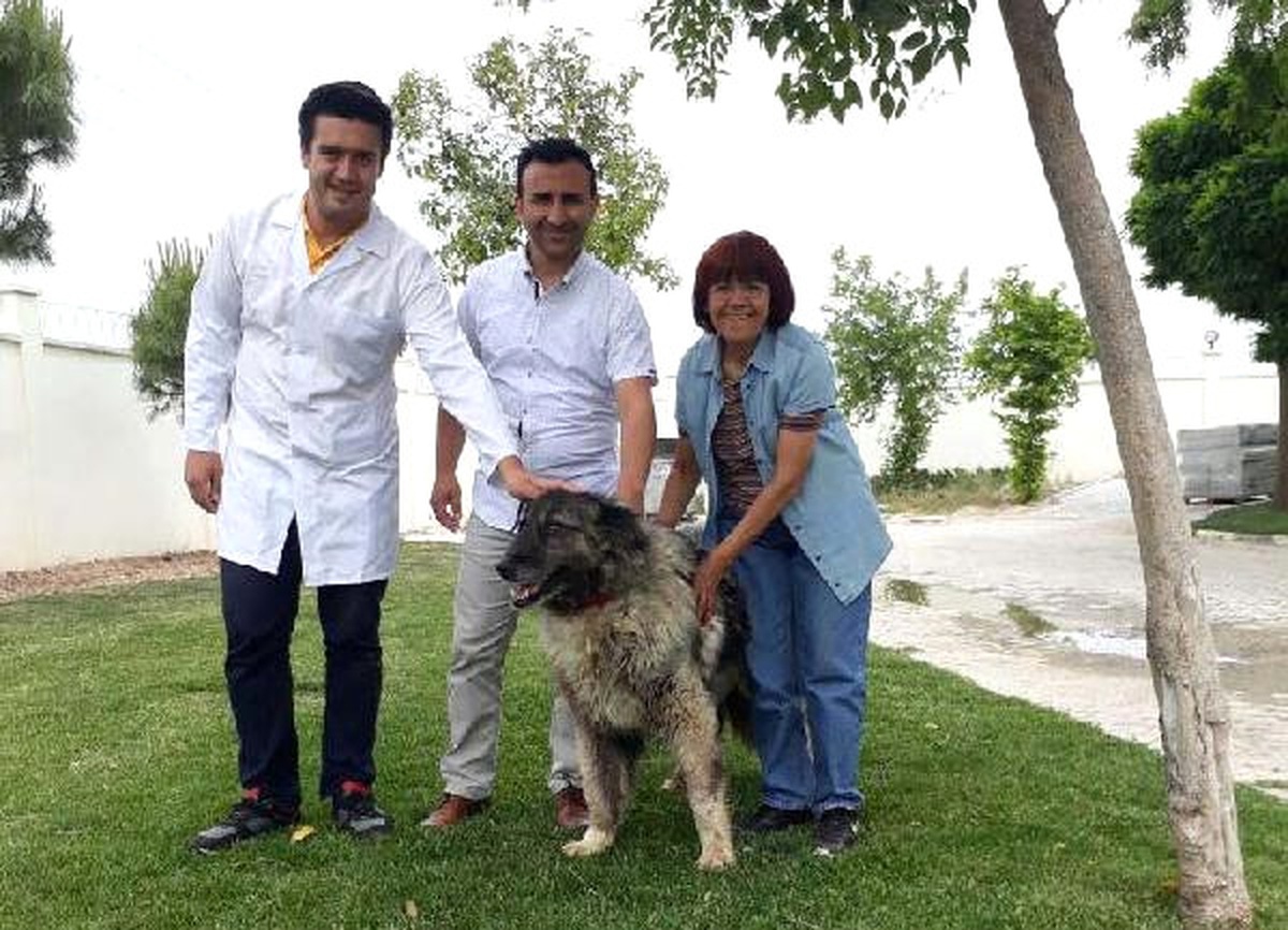 Pittbull\'lu Bıçaklı Saldırı Kurbanı Sokak Köpeğine Belediye Sahip Çıktı