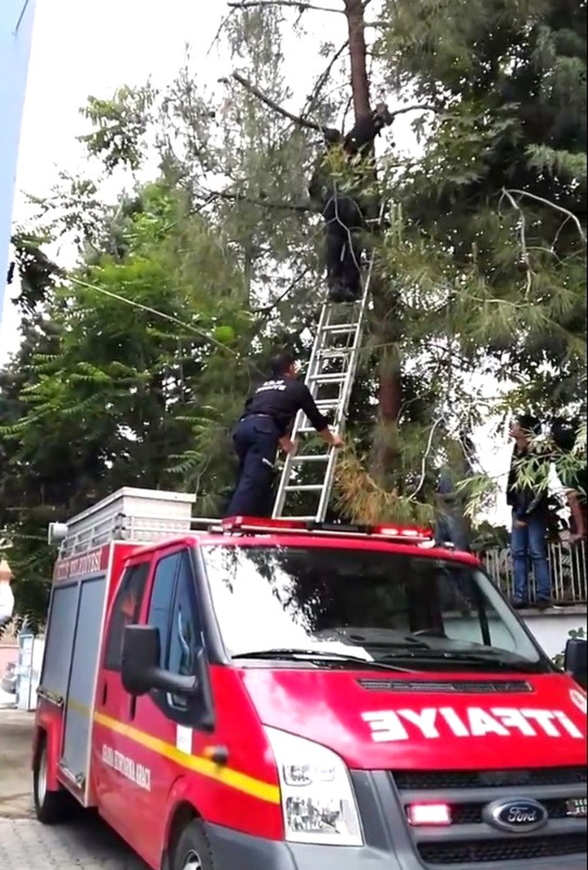 Ağaca Çıkan Kedi Mahsur Kaldı
