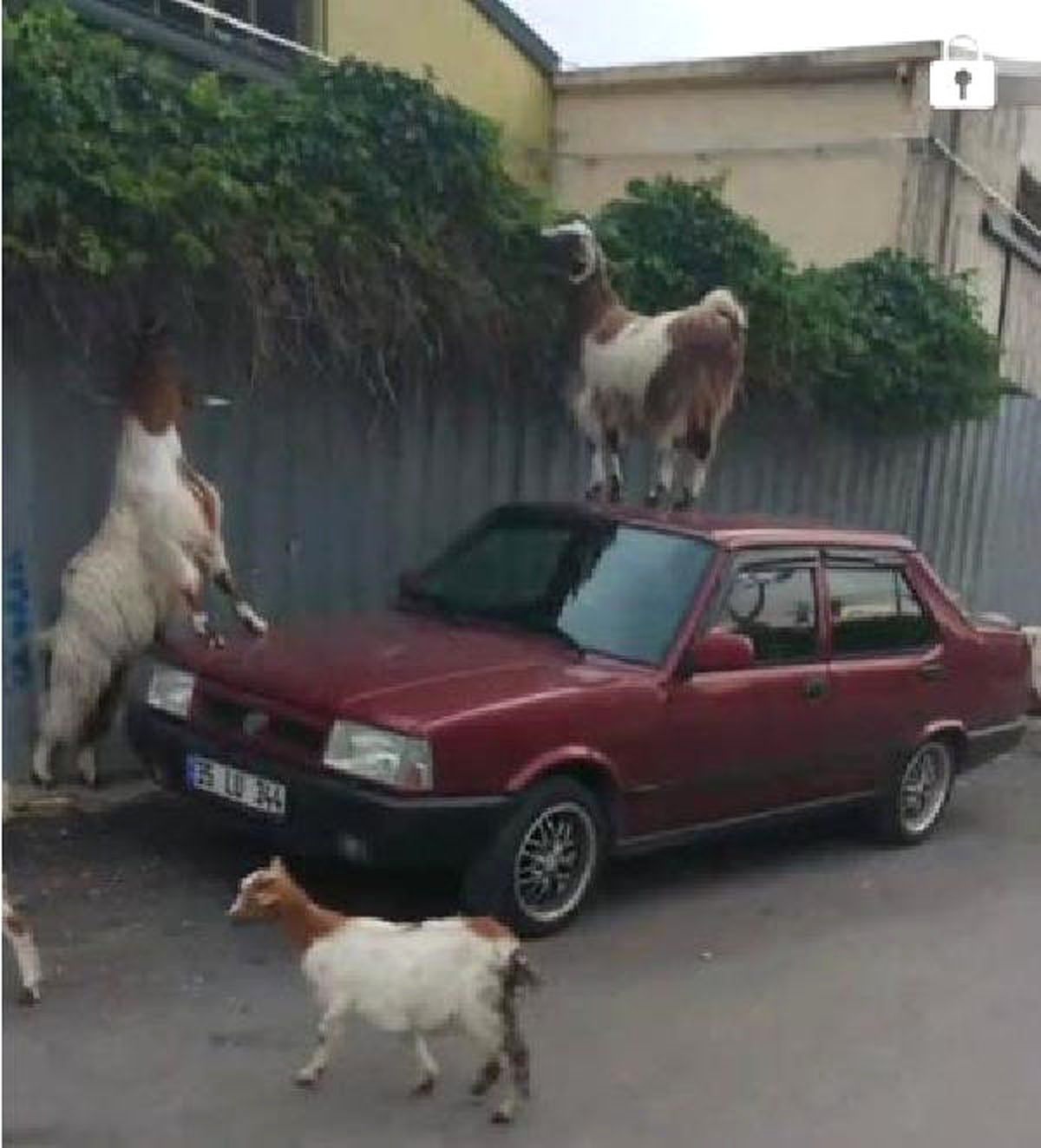 Ahırdan Kaçan Keçiler Araçlara Zarar Verdi