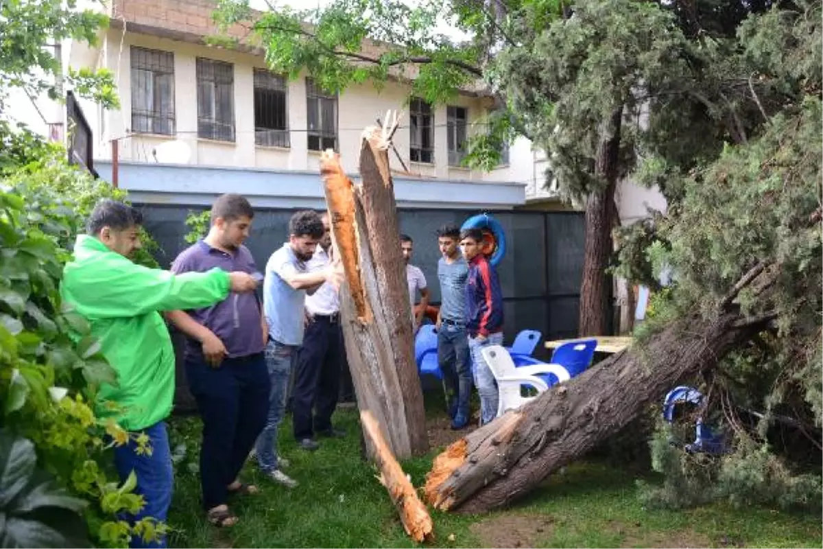 Ceylanpınar\'da Fırtına Çatıları Uçurdu, Ağaçları Devirdi