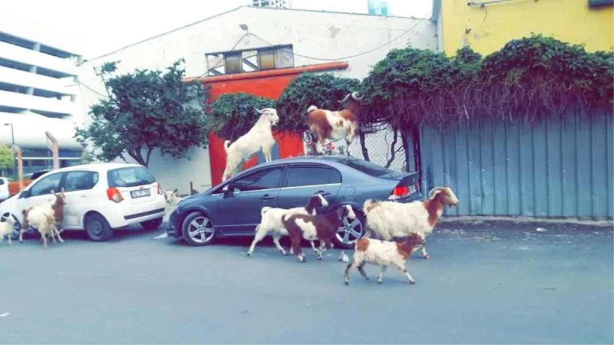İzmir\'de Keçiler Şehre İndi