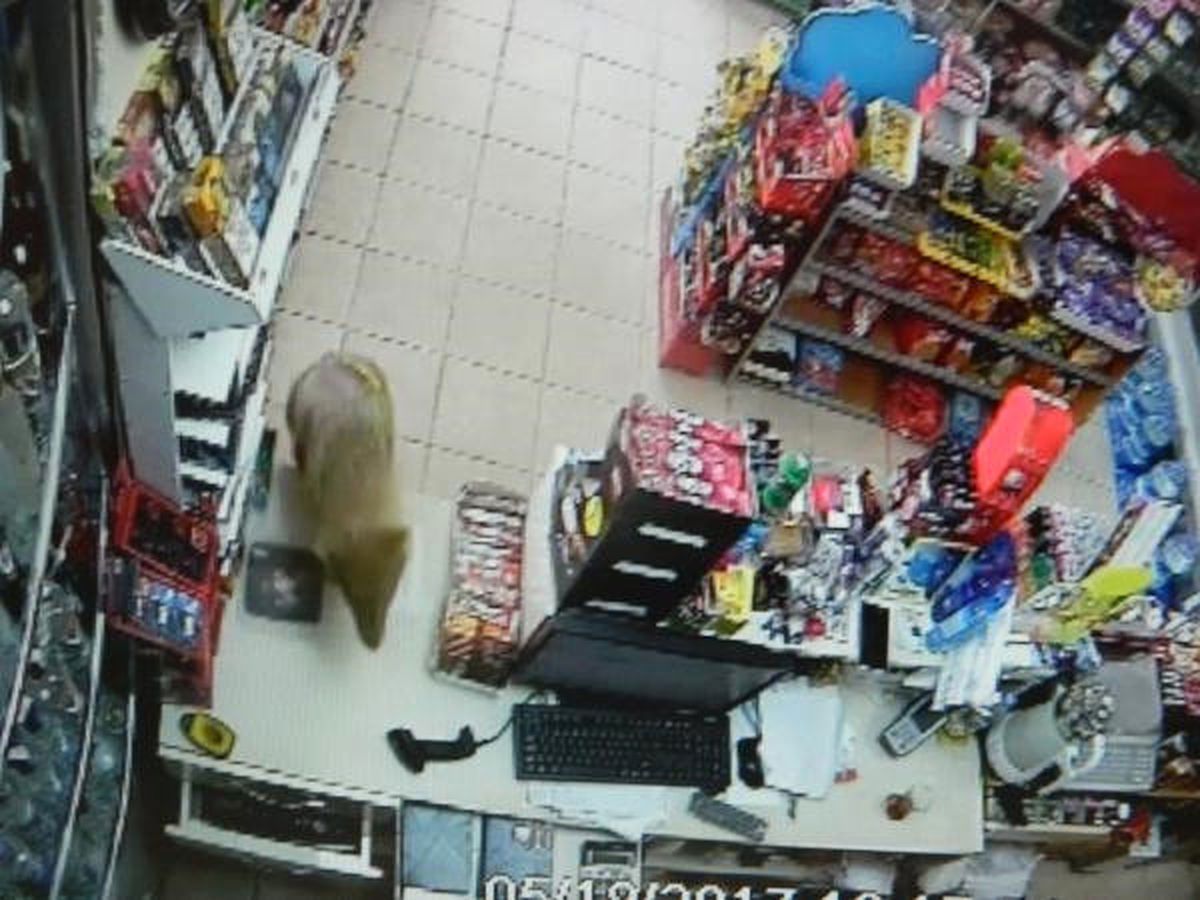 Markete Giren Çakal Böyle Görüntülendi