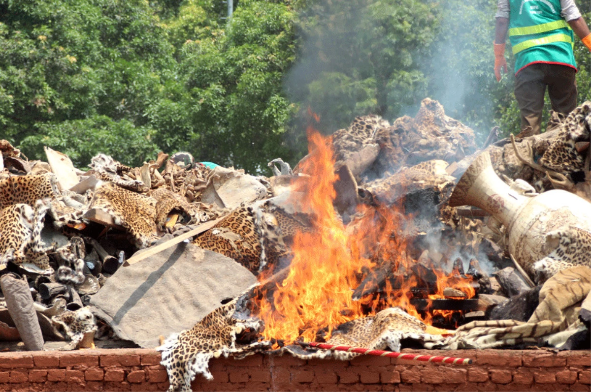 Nepal\'de 4 Binden Fazla Hayvan Kürkü ve Parçası Ateşe Verilerek İmha Edildi