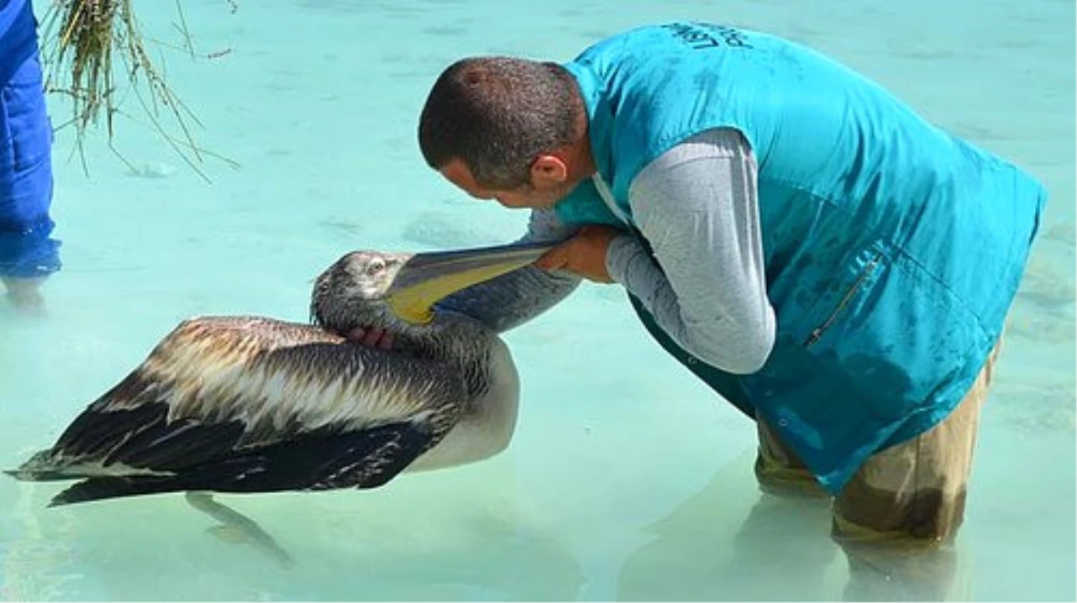 Pelikan İçin 500 Kilometre Kat Ettiler