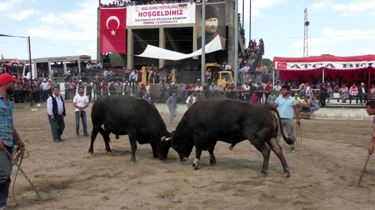 Tam 180 Boğa Güreşti