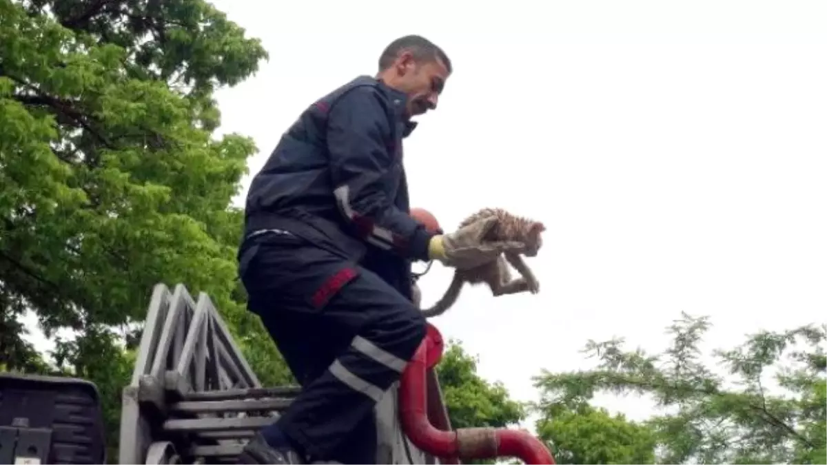 Ağaçta Mahsur Kalan Kedi Kurtarıldı