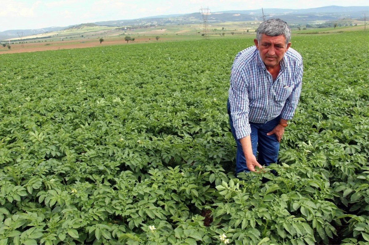 Çiftçi "Sarı Lira"Dan Umutlu