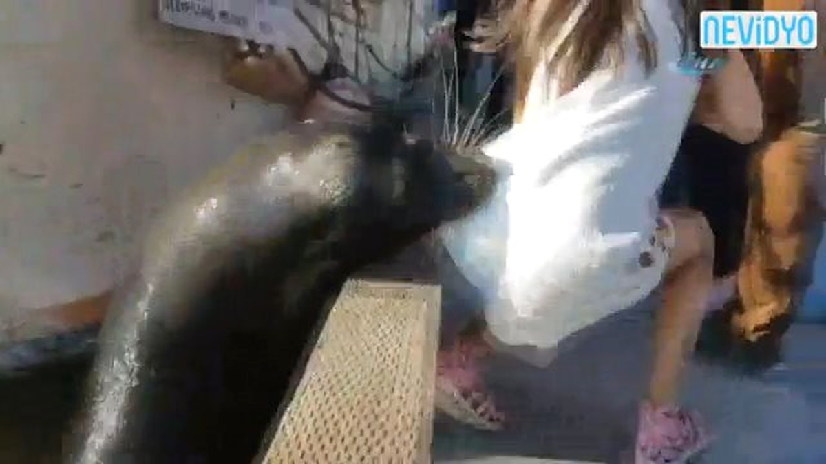 Deniz Aslanı Küçük Kızı Az Daha Öldürüyordu