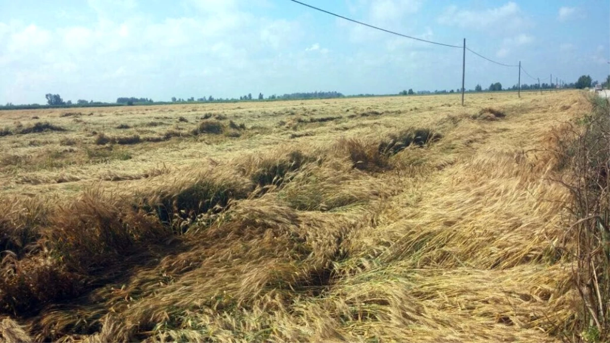 Dolu ve Yağış Adana Çiftçisini Üzdü