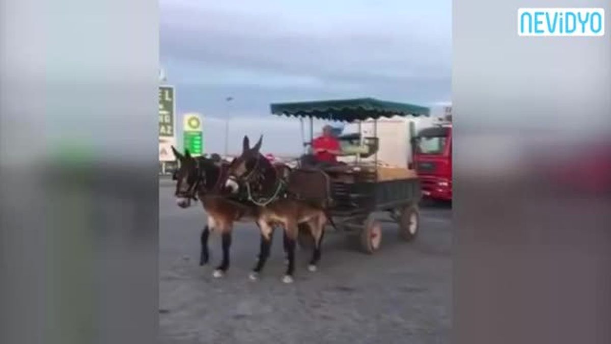 Eşek Deyip Geçmeyin! İnanılmaz...