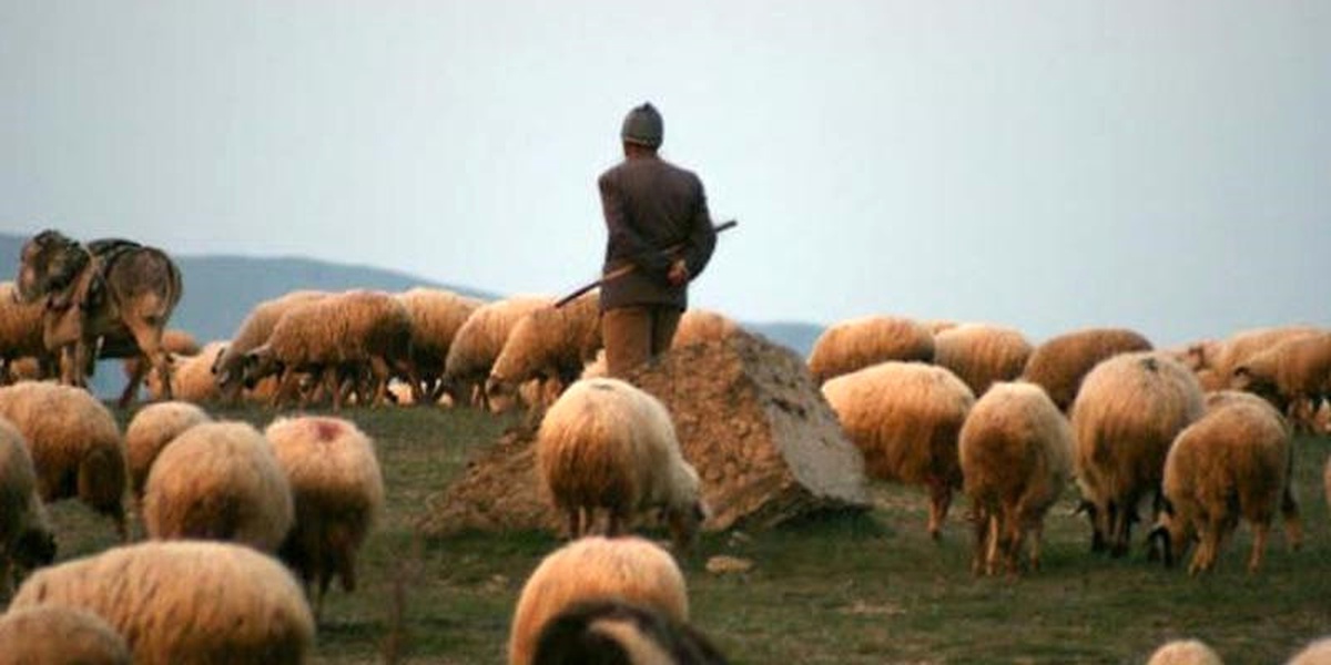 Hayvan Otlatma Yüzünden Kavga Ettiler